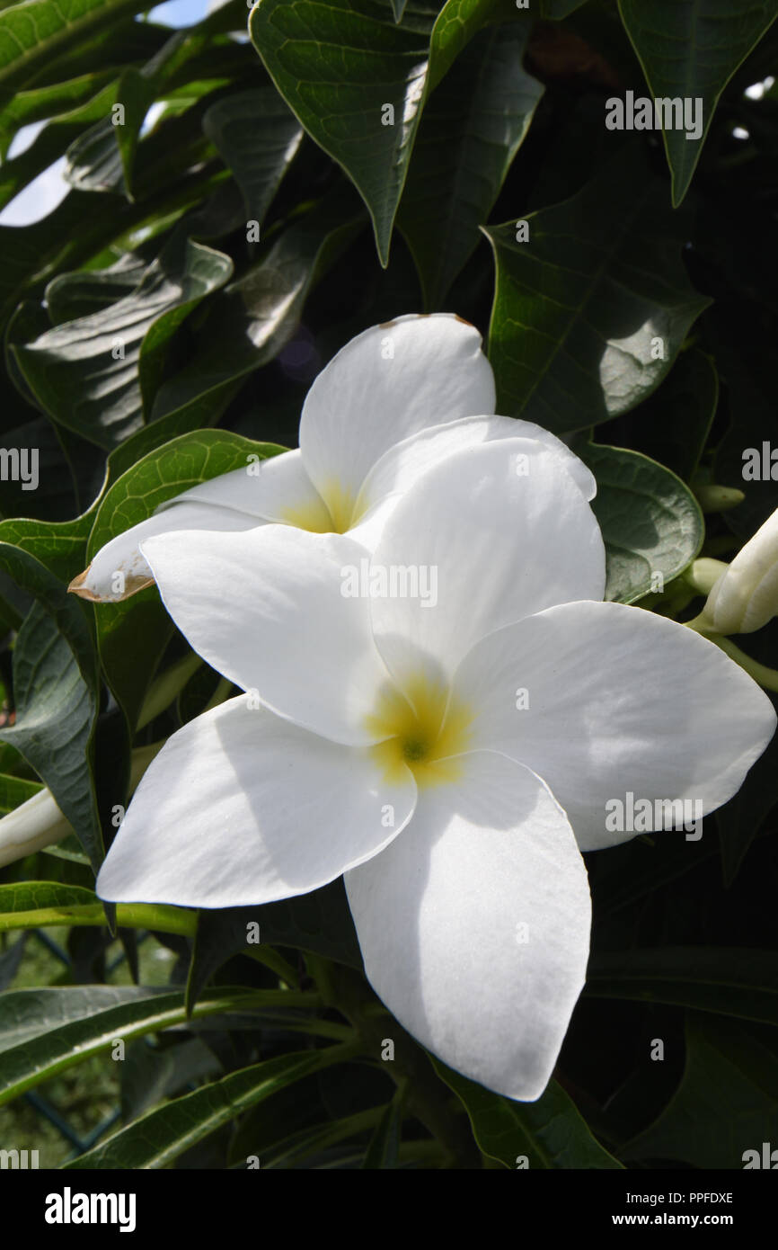 Plumeria pudica of Kolkata, India Stock Photo Alamy