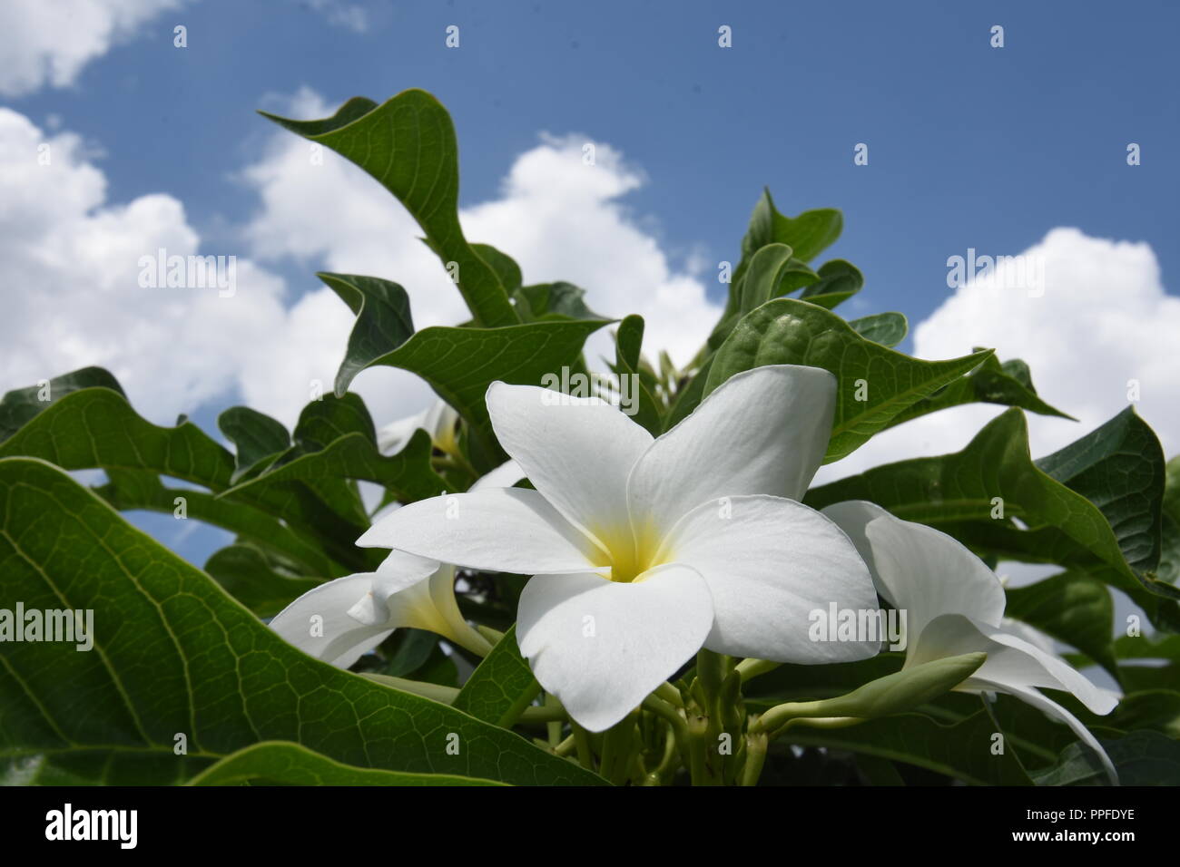 Plumeria pudica of Kolkata, India Stock Photo Alamy