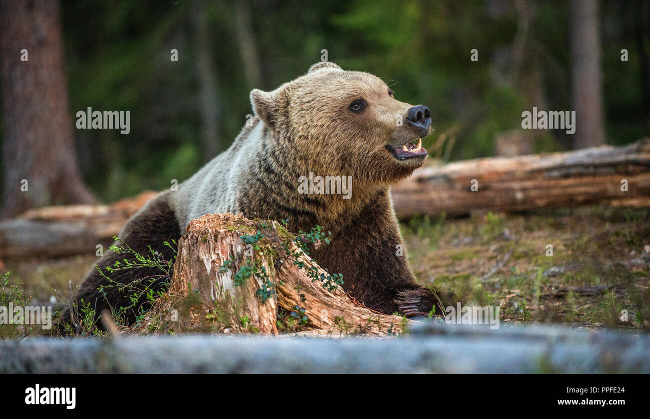 Wild Brown bear in the summer forest. Scientific name: Ursus Arctos ...