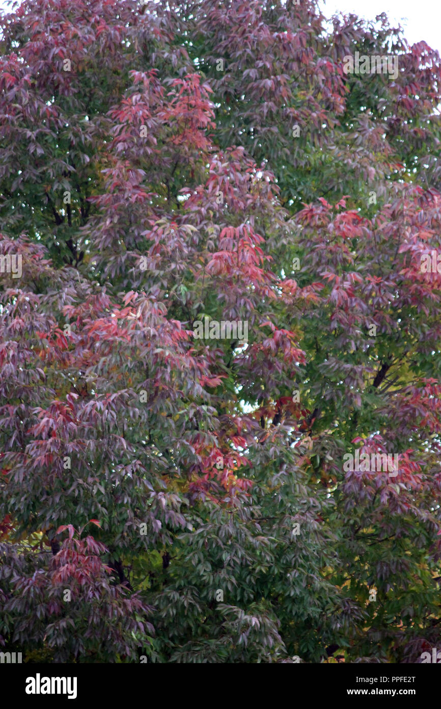 White Ash tree with leaves changing to bright red in early autumn Stock
