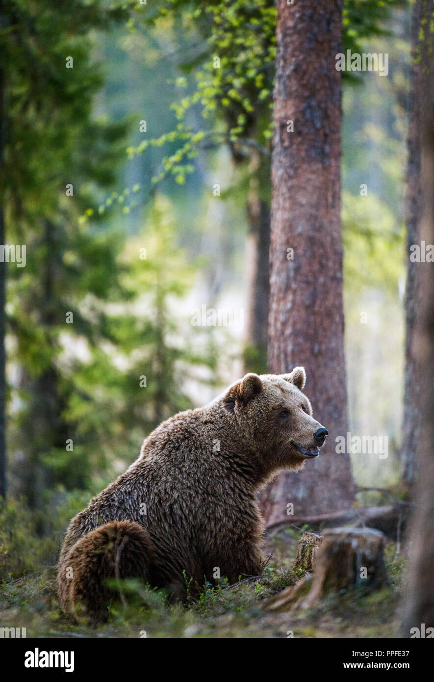 Wild Brown bear in the summer forest. Scientific name: Ursus Arctos ...