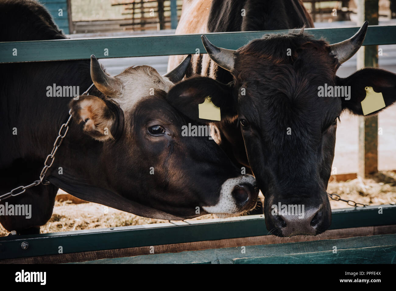 Stall black cows standing farm hi-res stock photography and images - Alamy