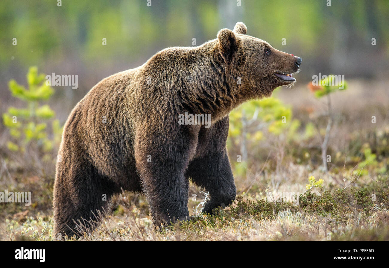 Wild Brown bear in the summer forest. Scientific name: Ursus Arctos ...