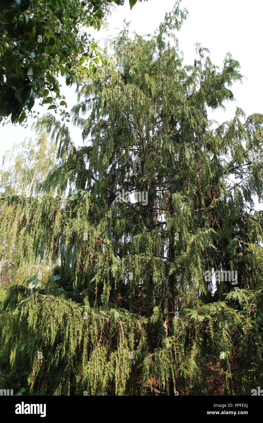 A full grown, tall, weeping Yellow Cypress tree, Chamaecyparis nootkatensis, in the summer in Colorado, USA Stock Photo