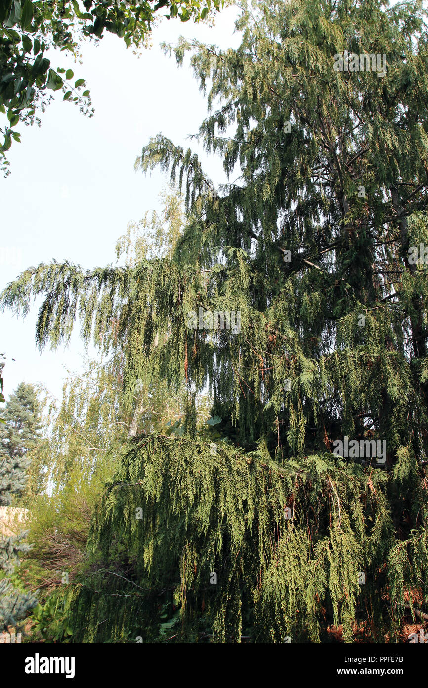 A full grown, tall, weeping Yellow Cypress tree, Chamaecyparis nootkatensis, in the summer in Colorado, USA Stock Photo