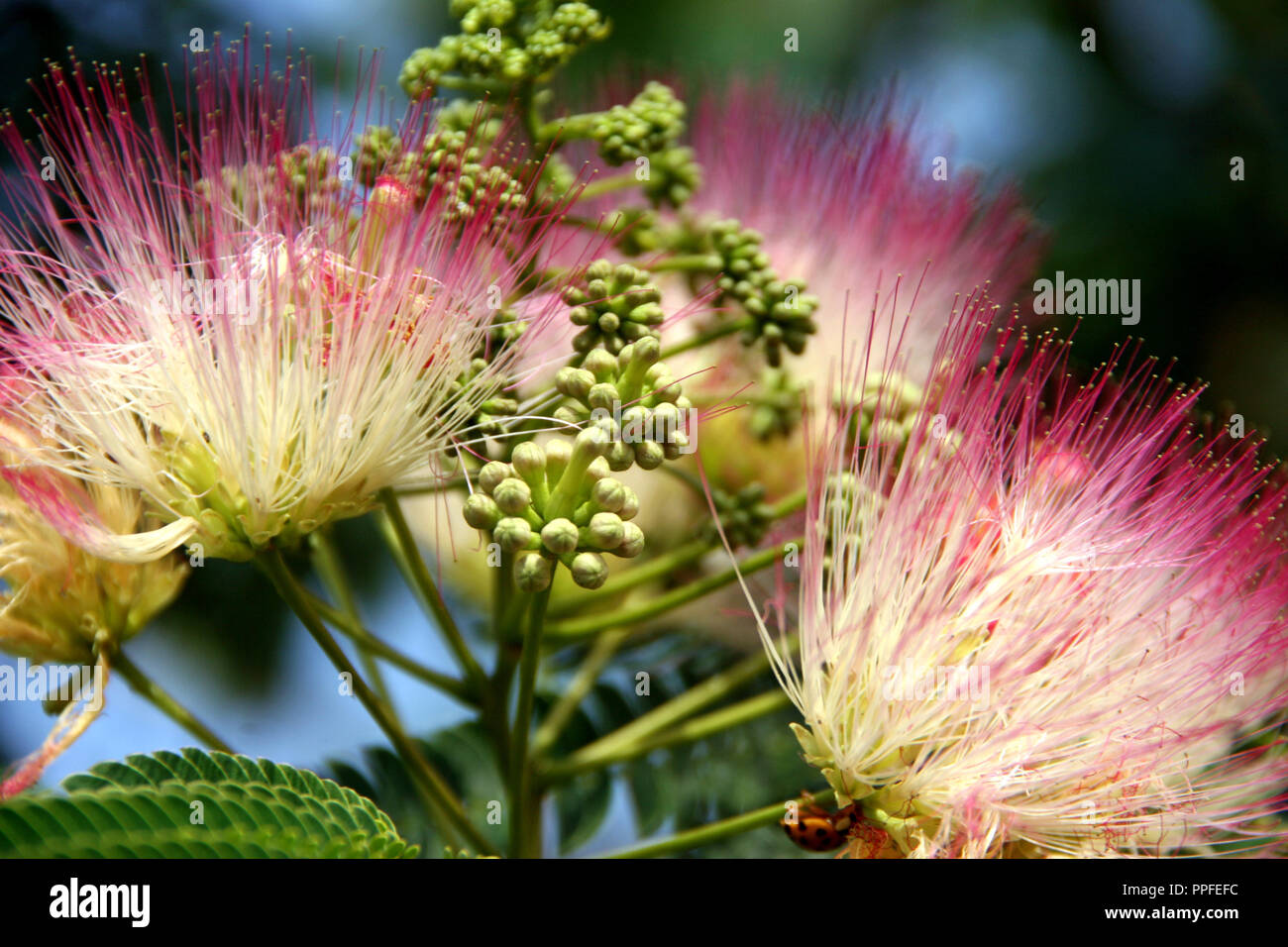 Tree With Pea Pods And Pink Flowers Permaculture Plants Pea Trees And