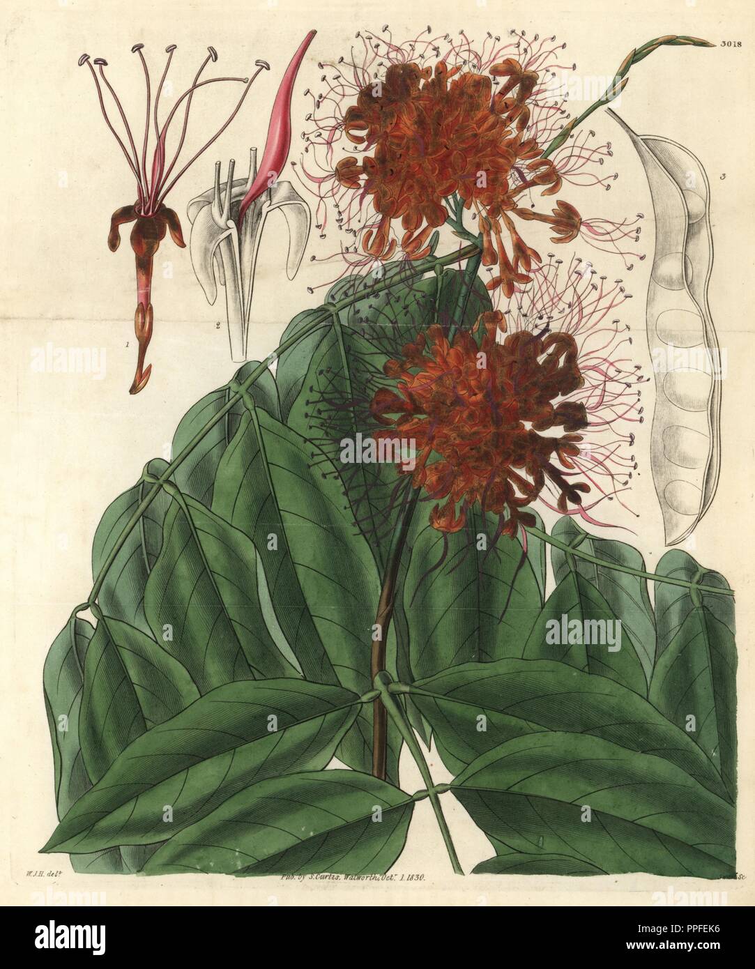 Fragrant jonesia or ashoka tree, Jonesia asoca. Illustration drawn by William Jackson Hooker, engraved by Swan. Handcolored copperplate engraving from William Curtis's 'The Botanical Magazine,' Samuel Curtis, 1830. Hooker (1785-1865) was an English botanist, writer and artist. He was Regius Professor of Botany at Glasgow University, and editor of Curtis' 'Botanical Magazine' from 1827 to 1865. In 1841, he was appointed director of the Royal Botanic Gardens at Kew, and was succeeded by his son Joseph Dalton. Hooker documented the fern and orchid crazes that shook England in the mid-19th century Stock Photo