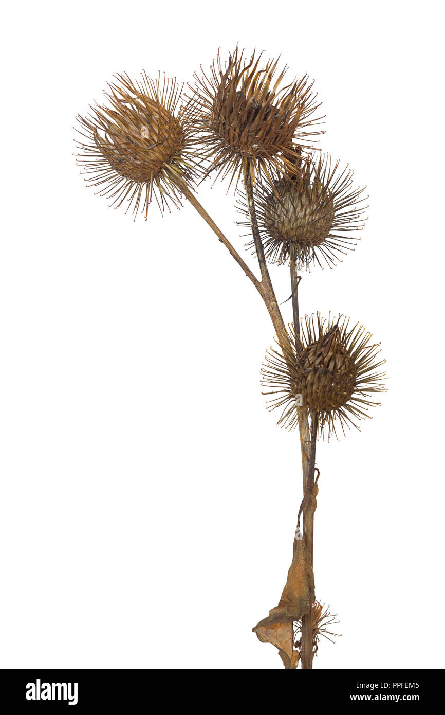 The hooks of a common burdock reach out from its flower. The weedy wildflower is on a white background. Stock Photo