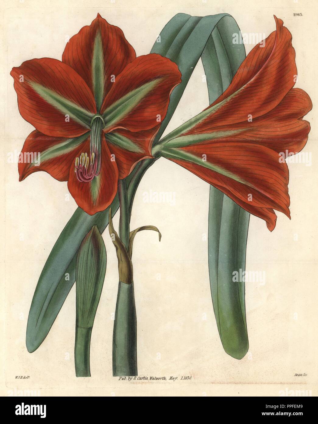 Glaucous-leaved, broad-petaled amaryllis, Amaryllis aulica var. platypetala glaucophylla. Illustration drawn by William Jackson Hooker, engraved by Swan. Handcolored copperplate engraving from William Curtis's 'The Botanical Magazine,' Samuel Curtis, 1830. Hooker (1785-1865) was an English botanist, writer and artist. He was Regius Professor of Botany at Glasgow University, and editor of Curtis' 'Botanical Magazine' from 1827 to 1865. In 1841, he was appointed director of the Royal Botanic Gardens at Kew, and was succeeded by his son Joseph Dalton. Hooker documented the fern and orchid crazes  Stock Photo