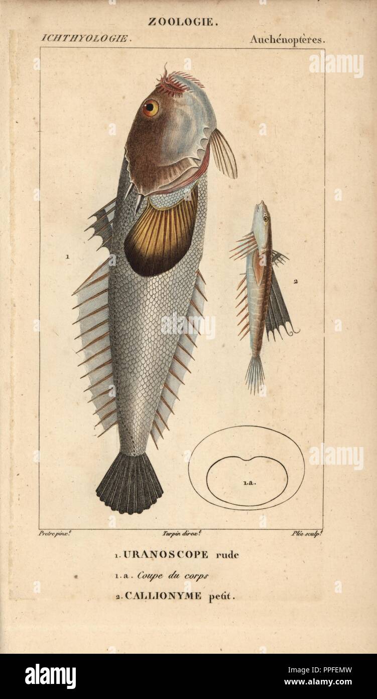 Stargazer, Uranoscope rude, Uranoscopus scaber and dragonet, Callionyme petit, Callionymus lyra. Handcoloured copperplate stipple engraving from Jussieu's 'Dictionnaire des Sciences Naturelles' 1816-1830. The volumes on fish and reptiles were edited by Hippolyte Cloquet, natural historian and doctor of medicine. Illustration by J.G. Pretre, engraved by Plee, directed by Turpin, and published by F. G. Levrault. Jean Gabriel Pretre (17801845) was painter of natural history at Empress Josephine's zoo and later became artist to the Museum of Natural History. Stock Photo