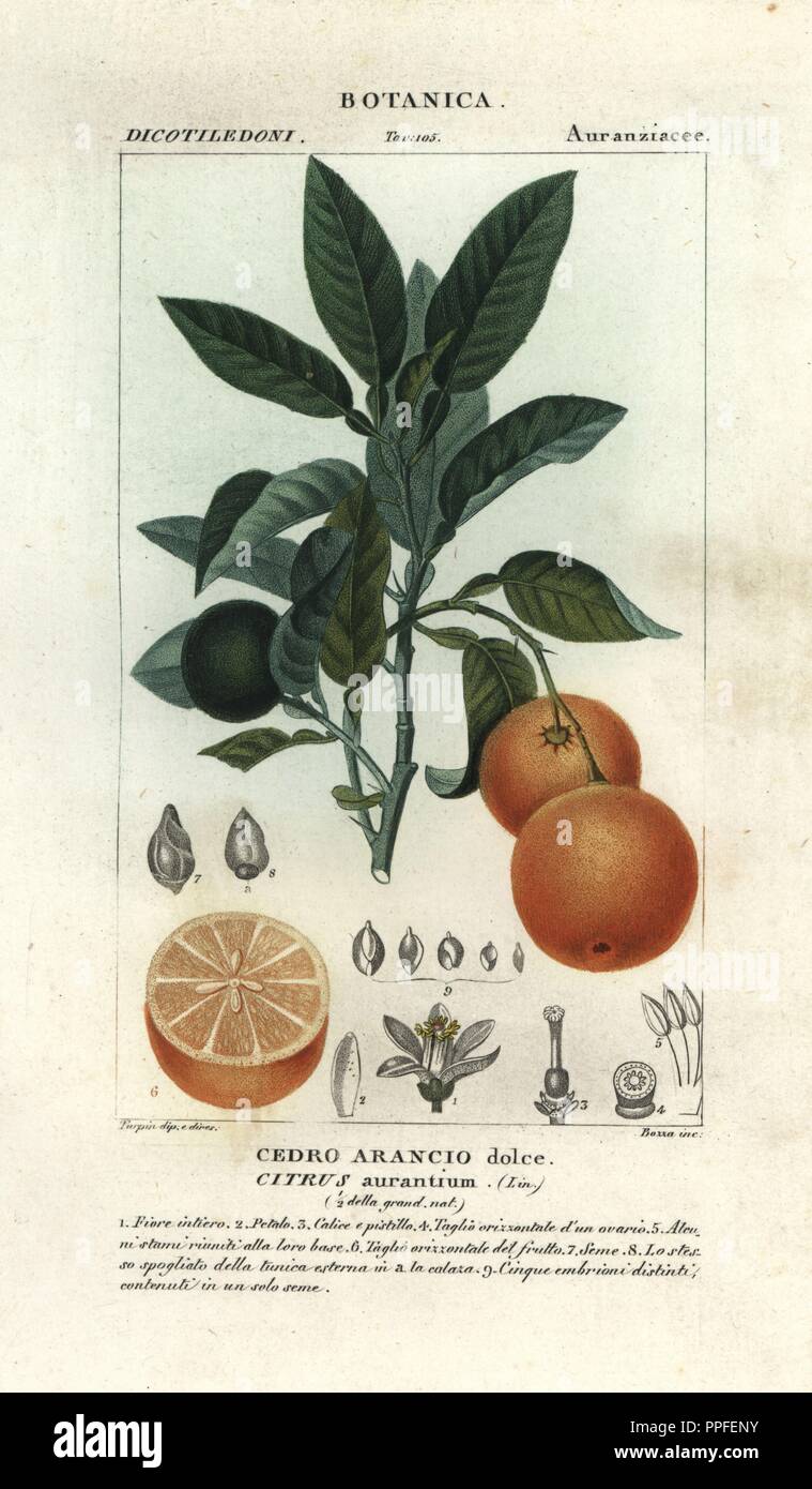 Seville orange, Citrus aurantium. Handcoloured copperplate stipple engraving from Antoine Jussieu's 'Dictionary of Natural Science,' Florence, Italy, 1837. Illustration by Turpin, engraved by Bozza, directed by Pierre Jean-Francois Turpin, and published by Batelli e Figli. Turpin (1775-1840) is considered one of the greatest French botanical illustrators of the 19th century. Stock Photo