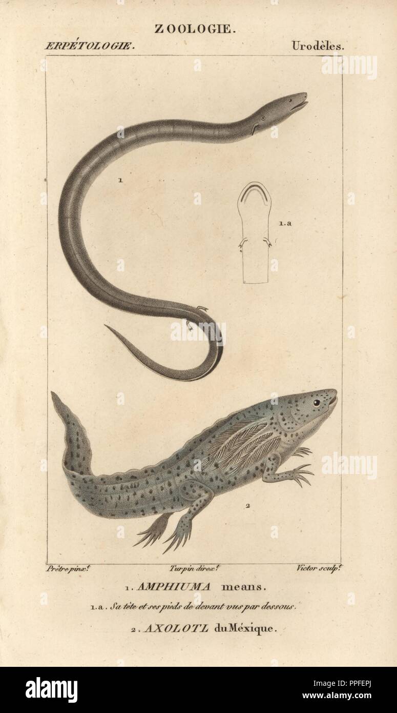Two Toed Amphiuma Amphiuma Means And Wooper Looper Axolotl Axolotl Du Mexique Ambystoma Mexicanum Critically Endangered Handcoloured Copperplate Stipple Engraving From Jussieu S Dictionnaire Des Sciences Naturelles 1816 10 The Volumes On