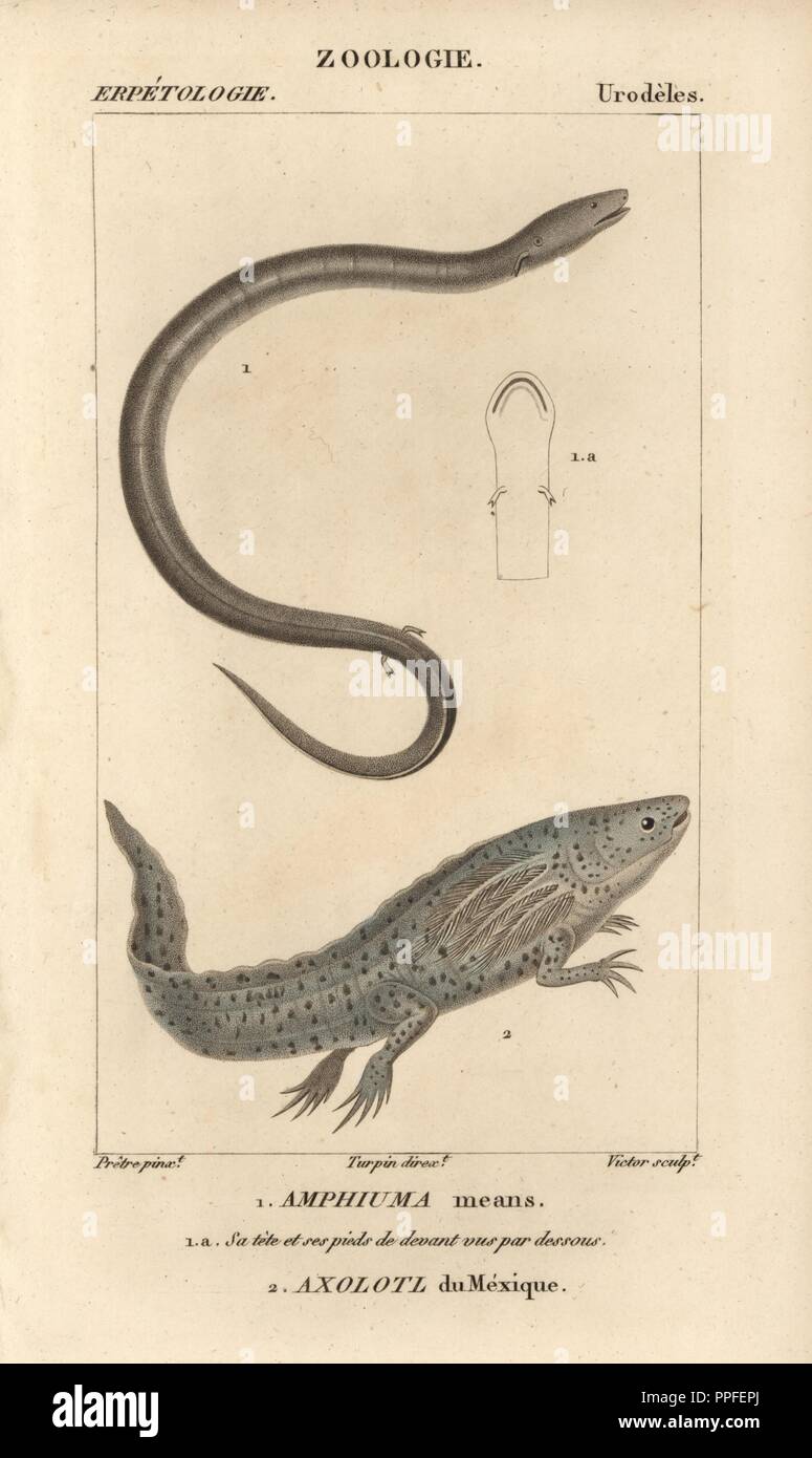 Two Toed Amphiuma Amphiuma Means And Wooper Looper Axolotl Axolotl Du Mexique Ambystoma Mexicanum Critically Endangered Handcoloured Copperplate Stipple Engraving From Jussieu S Dictionnaire Des Sciences Naturelles 1816 10 The Volumes On Two Toed Amphiuma Amphiuma Means And Wooper Looper Axolotl Axolotl Du Mexique Ambystoma Mexicanum Critically Endangered Handcoloured Copperplate Stipple Engraving From Jussieu S Dictionnaire Des Sciences Naturelles 1816 10 The Volumes On