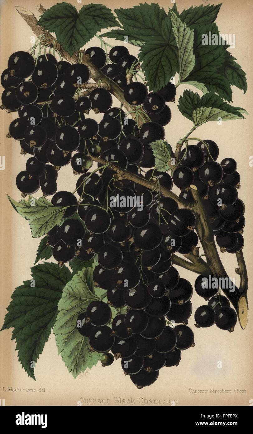 Champion blackcurrant, Ribes nigrum. Drawn by Macfarlane, chromolithographed by Stroobant, Ghent, from 'The Florist and Pomologist' Robert Hogg, London, published from 1878 to 1884. 251 hand-coloured and chromolithographic plates of fruit and flowers. Drawn by Walter Hood Fitch, Miss E. Regel, and J.L. Macfarlane, lithographed by G. Severeyns and Stroobant, Belgium. Stock Photo