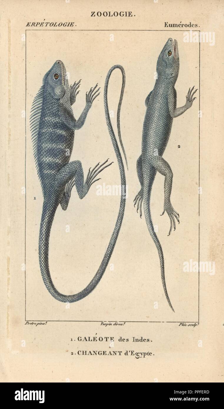 Chameleon forest dragon, galeote des Indes, Gonocephalus chamaeleontinus, and desert agama, changeant d'Egypte, Trapelus mutabilis. Handcoloured copperplate stipple engraving from Jussieu's 'Dictionnaire des Sciences Naturelles' 1816-1830. The volumes on fish and reptiles were edited by Hippolyte Cloquet, natural historian and doctor of medicine. Illustration by J.G. Pretre, engraved by Plee, directed by Turpin, and published by F. G. Levrault. Jean Gabriel Pretre (17801845) was painter of natural history at Empress Josephine's zoo and later became artist to the Museum of Natural History. Stock Photo