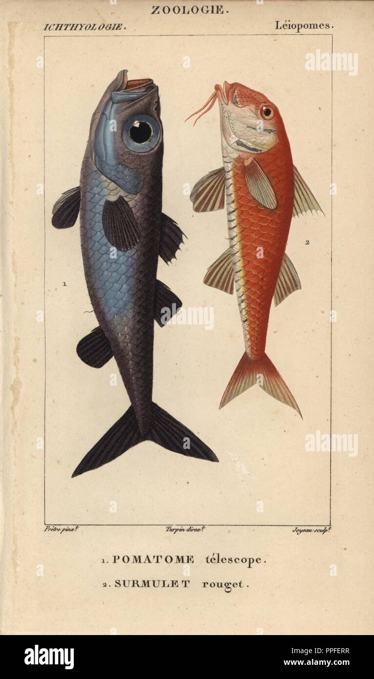 Bulls-eye fish, pomatome telescope, Epigonus telescopus, and striped red mullet, surmulet, rouget, Mullus surmuletus. Handcoloured copperplate stipple engraving from Jussieu's 'Dictionnaire des Sciences Naturelles' 1816-1830. The volumes on fish and reptiles were edited by Hippolyte Cloquet, natural historian and doctor of medicine. Illustration by J.G. Pretre, engraved by Joyeau, directed by Turpin, and published by F. G. Levrault. Jean Gabriel Pretre (17801845) was painter of natural history at Empress Josephine's zoo and later became artist to the Museum of Natural History. Stock Photo