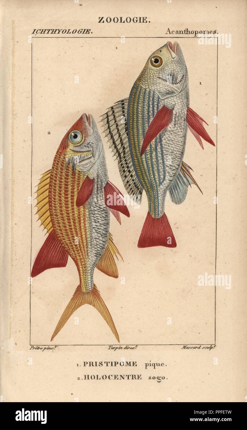 Banded grunt, Pomadasys furcatus, Pristipome pique, and squirrelfish, Holocentrus ascensionis, Holocentre sogo. Handcoloured copperplate stipple engraving from Jussieu's 'Dictionnaire des Sciences Naturelles' 1816-1830. The volumes on fish and reptiles were edited by Hippolyte Cloquet, natural historian and doctor of medicine. Illustration by J.G. Pretre, engraved by Massard, directed by Turpin, and published by F. G. Levrault. Jean Gabriel Pretre (17801845) was painter of natural history at Empress Josephine's zoo and later became artist to the Museum of Natural History. Stock Photo