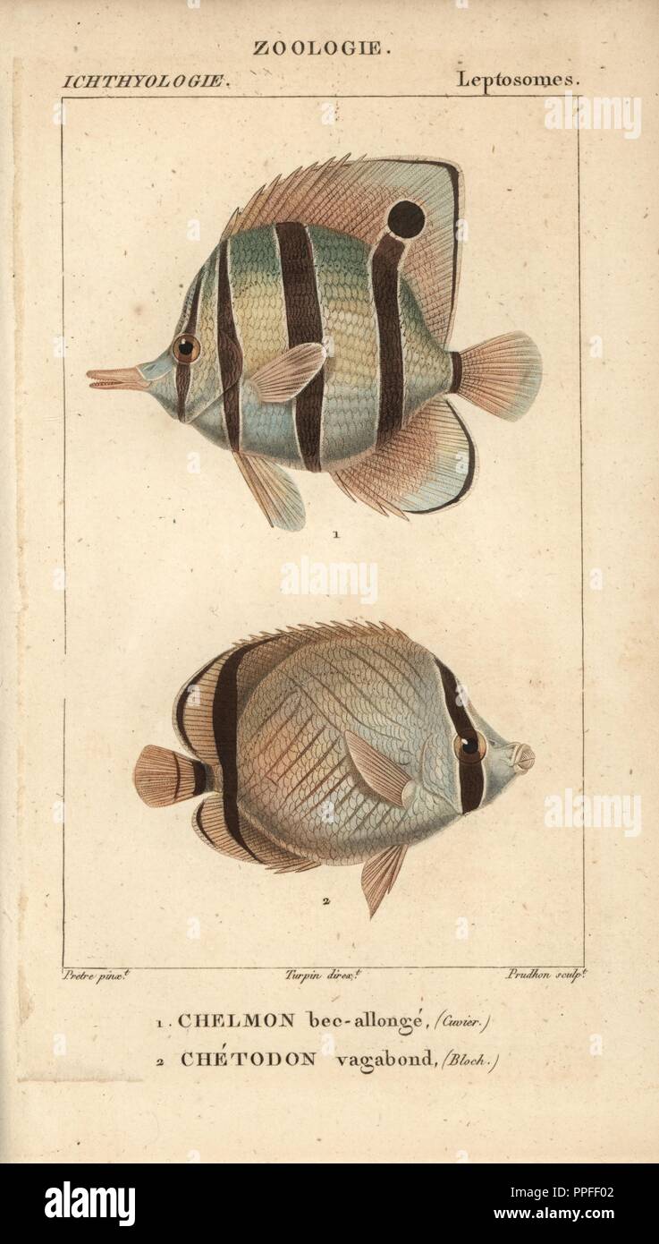 Longnose butterflyfish, chelmon bec-allonge, Forcipiger longirostris, and vagabond butterflyfish, Chetodon vagabond, Chaetodon vagabundus. Handcoloured copperplate stipple engraving from Jussieu's 'Dictionnaire des Sciences Naturelles' 1816-1830. The volumes on fish and reptiles were edited by Hippolyte Cloquet, natural historian and doctor of medicine. Illustration by J.G. Pretre, engraved by Prudhon, directed by Turpin, and published by F. G. Levrault. Jean Gabriel Pretre (17801845) was painter of natural history at Empress Josephine's zoo and later became artist to the Museum of Natural Hi Stock Photo