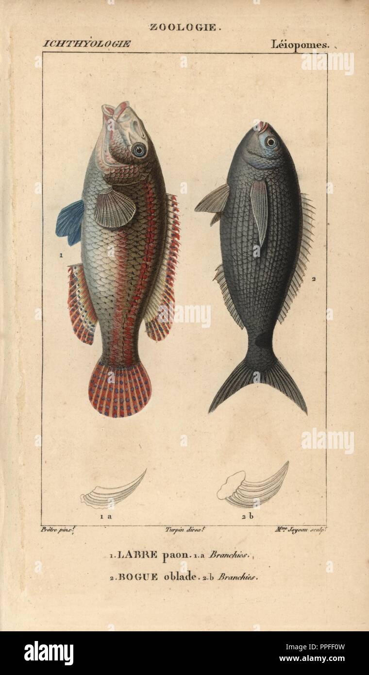 Ornate wrasse, labre paon, Thalassoma pavo, and bogue, oblade, Boops boops. Handcoloured copperplate stipple engraving from Jussieu's 'Dictionnaire des Sciences Naturelles' 1816-1830. The volumes on fish and reptiles were edited by Hippolyte Cloquet, natural historian and doctor of medicine. Illustration by J.G. Pretre, engraved by Madame Joyeau, directed by Turpin, and published by F. G. Levrault. Jean Gabriel Pretre (17801845) was painter of natural history at Empress Josephine's zoo and later became artist to the Museum of Natural History. Stock Photo