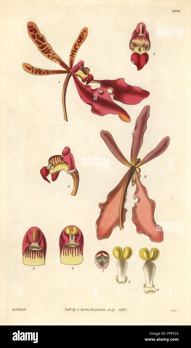 Scarlet renanthera, Renanthera coccinea. Illustration drawn by William Jackson Hooker, engraved by Swan. Handcolored copperplate engraving from William Curtis's 'The Botanical Magazine,' Samuel Curtis, 1830. Hooker (1785-1865) was an English botanist, writer and artist. He was Regius Professor of Botany at Glasgow University, and editor of Curtis' 'Botanical Magazine' from 1827 to 1865. In 1841, he was appointed director of the Royal Botanic Gardens at Kew, and was succeeded by his son Joseph Dalton. Hooker documented the fern and orchid crazes that shook England in the mid-19th century in boo Stock Photo
