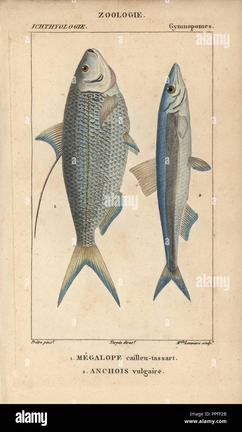 Atlantic thread herring, megalope, cailleu-tassart, Opisthonema oglinum, and European anchovy, anchois vulgaire, Engraulis encrasicolus. Handcoloured copperplate stipple engraving from Jussieu's 'Dictionnaire des Sciences Naturelles' 1816-1830. The volumes on fish and reptiles were edited by Hippolyte Cloquet, natural historian and doctor of medicine. Illustration by J.G. Pretre, engraved by Miss Louviers, directed by Turpin, and published by F. G. Levrault. Jean Gabriel Pretre (17801845) was painter of natural history at Empress Josephine's zoo and later became artist to the Museum of Natura Stock Photo