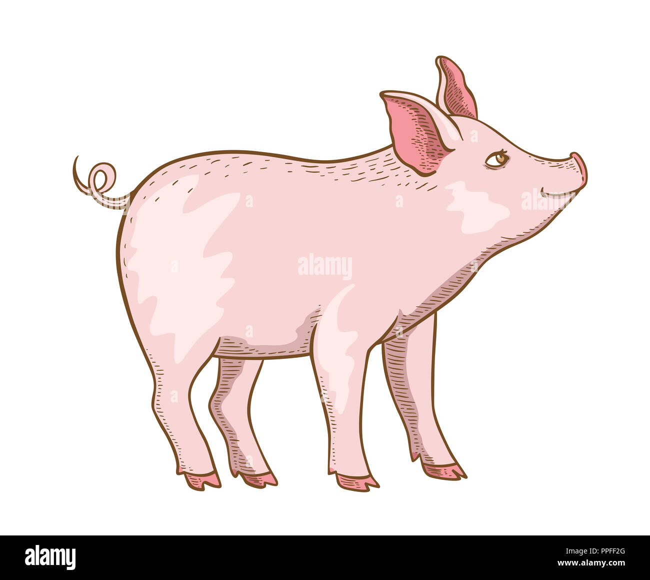 Cute pink little pig on a white background. Hand drawn illustration Stock Photo