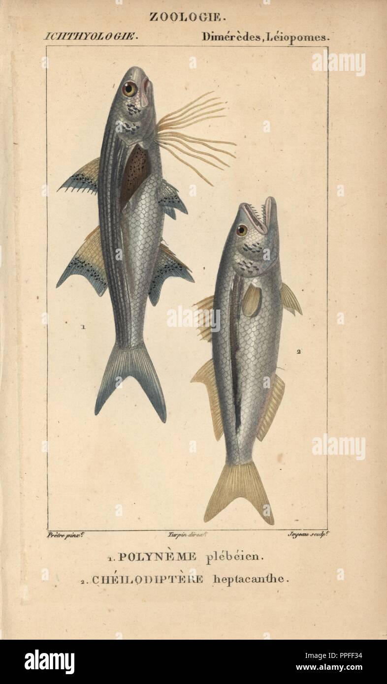 Striped threadfin, polyneme plebeien, Polydactylus plebeius, and bluefish, cheilodiptere heptacanthe, Pomatomus saltatrix. Handcoloured copperplate stipple engraving from Jussieu's 'Dictionnaire des Sciences Naturelles' 1816-1830. The volumes on fish and reptiles were edited by Hippolyte Cloquet, natural historian and doctor of medicine. Illustration by J.G. Pretre, engraved by Joyeau, directed by Turpin, and published by F. G. Levrault. Jean Gabriel Pretre (17801845) was painter of natural history at Empress Josephine's zoo and later became artist to the Museum of Natural History. Stock Photo