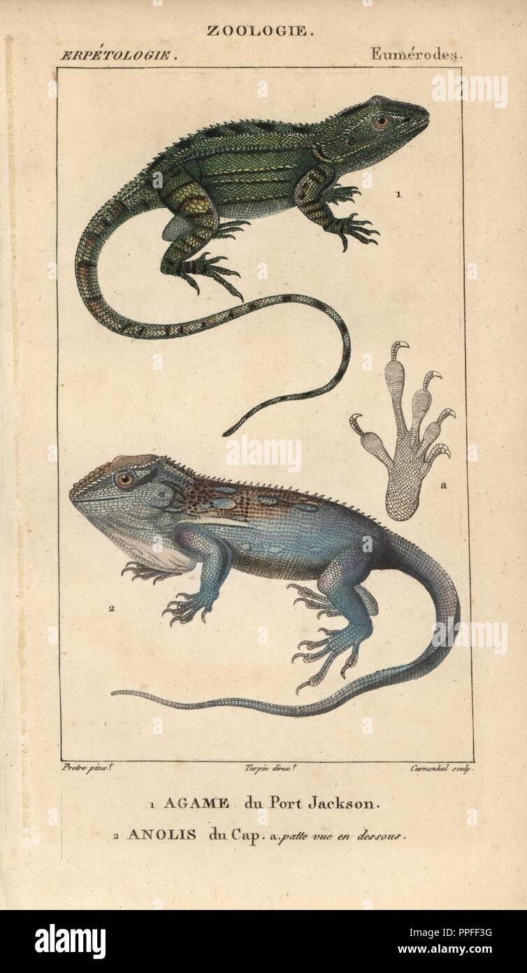 Jacky lashtail, agame du Port Jackson, Amphibolurus muricatus, and Cape dwarf gecko, anolis du Cap, Lygodactylus capensis. Handcoloured copperplate stipple engraving from Jussieu's 'Dictionnaire des Sciences Naturelles' 1816-1830. The volumes on fish and reptiles were edited by Hippolyte Cloquet, natural historian and doctor of medicine. Illustration by J.G. Pretre, engraved by Carnonkel, directed by Turpin, and published by F. G. Levrault. Jean Gabriel Pretre (17801845) was painter of natural history at Empress Josephine's zoo and later became artist to the Museum of Natural History. Stock Photo