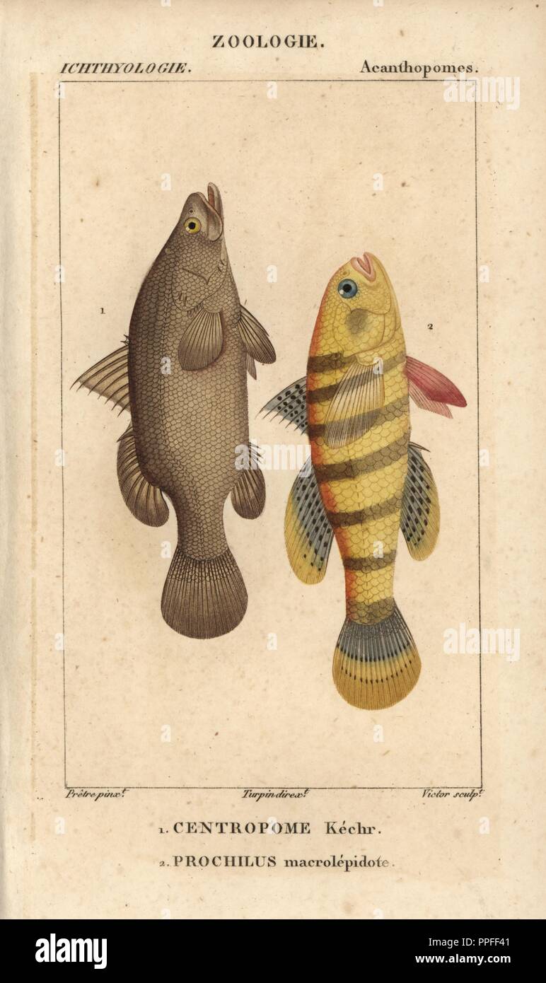 Nile perch, Centropomus, Kechr, variole, Lates niloticus, and sleeper fish or gudgeon, prochilus macrolepidote, Ophiocara macrolepidota. Handcoloured copperplate stipple engraving from Jussieu's 'Dictionnaire des Sciences Naturelles' 1816-1830. The volumes on fish and reptiles were edited by Hippolyte Cloquet, natural historian and doctor of medicine. Illustration by J.G. Pretre, engraved by Victor, directed by Turpin, and published by F. G. Levrault. Jean Gabriel Pretre (17801845) was painter of natural history at Empress Josephine's zoo and later became artist to the Museum of Natural Histo Stock Photo