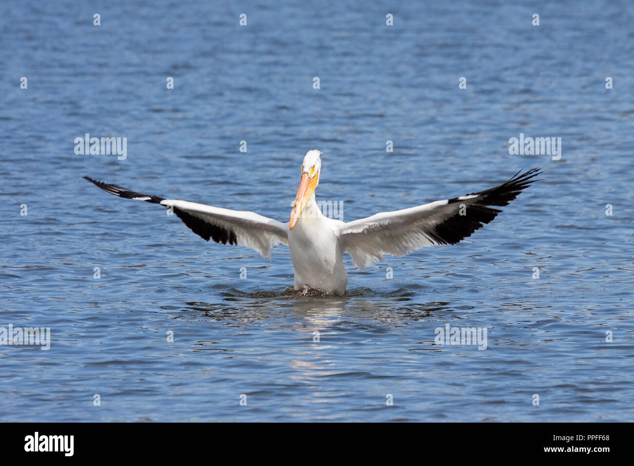 An American white pelican spreads its wings outward and genuflects after a successful landing in a blue lake. Stock Photo