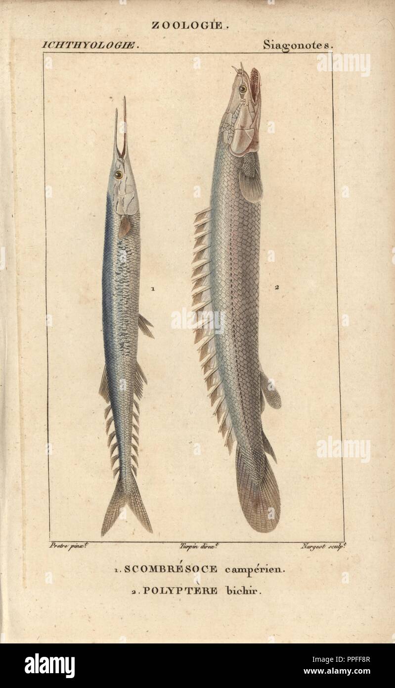 Atlantic saury, scombresoce camperien, Scomberesox saurus, and Nile bichir, polyptere bichir, Polypterus bichir. Handcoloured copperplate stipple engraving from Jussieu's 'Dictionnaire des Sciences Naturelles' 1816-1830. The volumes on fish and reptiles were edited by Hippolyte Cloquet, natural historian and doctor of medicine. Illustration by J.G. Pretre, engraved by Nargeot, directed by Turpin, and published by F. G. Levrault. Jean Gabriel Pretre (17801845) was painter of natural history at Empress Josephine's zoo and later became artist to the Museum of Natural History. Stock Photo
