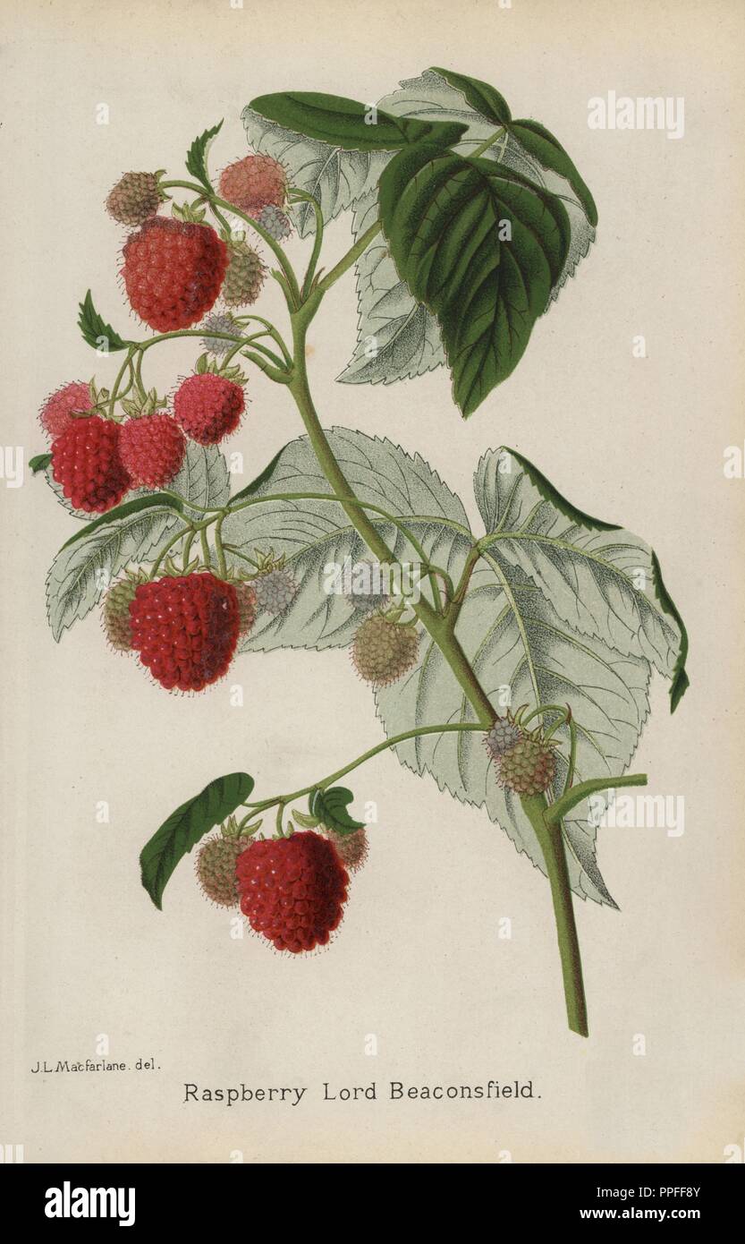Raspberry variety, Lord Beaconsfield, Rubus idaeus. Drawn by J. L. Macfarlane, chromolithograph from "The Florist and Pomologist" Robert Hogg, London, published from 1878 to 1884. 251 hand-coloured and chromolithographic plates of fruit and flowers. Drawn by Walter Hood Fitch, Miss E. Regel, and J.L. Macfarlane, lithographed by G. Severeyns and Stroobant, Belgium. Stock Photo