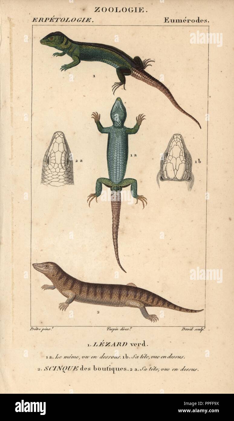 Western green lizard, lezard verd, lezard vert, and sandfish skink, scinque des boutiques, scinque des sables, Scincus scincus. Handcoloured copperplate stipple engraving from Jussieu's 'Dictionnaire des Sciences Naturelles' 1816-1830. The volumes on fish and reptiles were edited by Hippolyte Cloquet, natural historian and doctor of medicine. Illustration by J.G. Pretre, engraved by David, directed by Turpin, and published by F. G. Levrault. Jean Gabriel Pretre (17801845) was painter of natural history at Empress Josephine's zoo and later became artist to the Museum of Natural History. Stock Photo