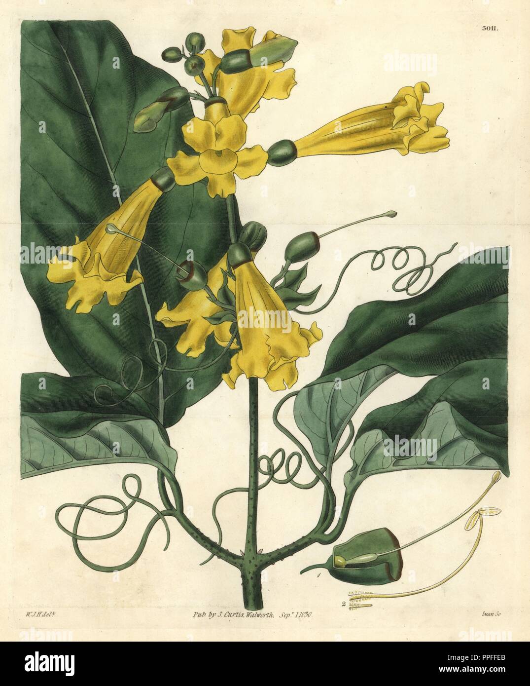 Gigantic-leaved trumpet-flower, Bignonia grandiflora. Illustration drawn by William Jackson Hooker, engraved by Swan. Handcolored copperplate engraving from William Curtis's 'The Botanical Magazine,' Samuel Curtis, 1830. Hooker (1785-1865) was an English botanist, writer and artist. He was Regius Professor of Botany at Glasgow University, and editor of Curtis' 'Botanical Magazine' from 1827 to 1865. In 1841, he was appointed director of the Royal Botanic Gardens at Kew, and was succeeded by his son Joseph Dalton. Hooker documented the fern and orchid crazes that shook England in the mid-19th c Stock Photo