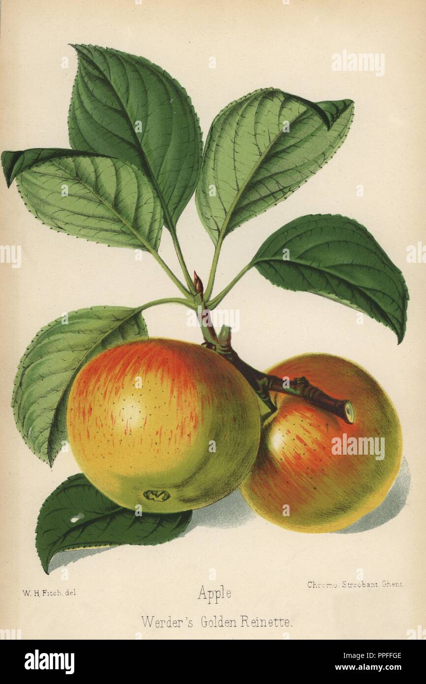 Werder's Golden Reinette apple, Malus domestica. Drawn by Walter Hood Fitch, chromolithographed by Stroobant, Ghent, from 'The Florist and Pomologist' Robert Hogg, London, published from 1878 to 1884. 251 hand-coloured and chromolithographic plates of fruit and flowers. Drawn by Walter Hood Fitch, Miss E. Regel, and J.L. Macfarlane, lithographed by G. Severeyns and Stroobant, Belgium. Stock Photo