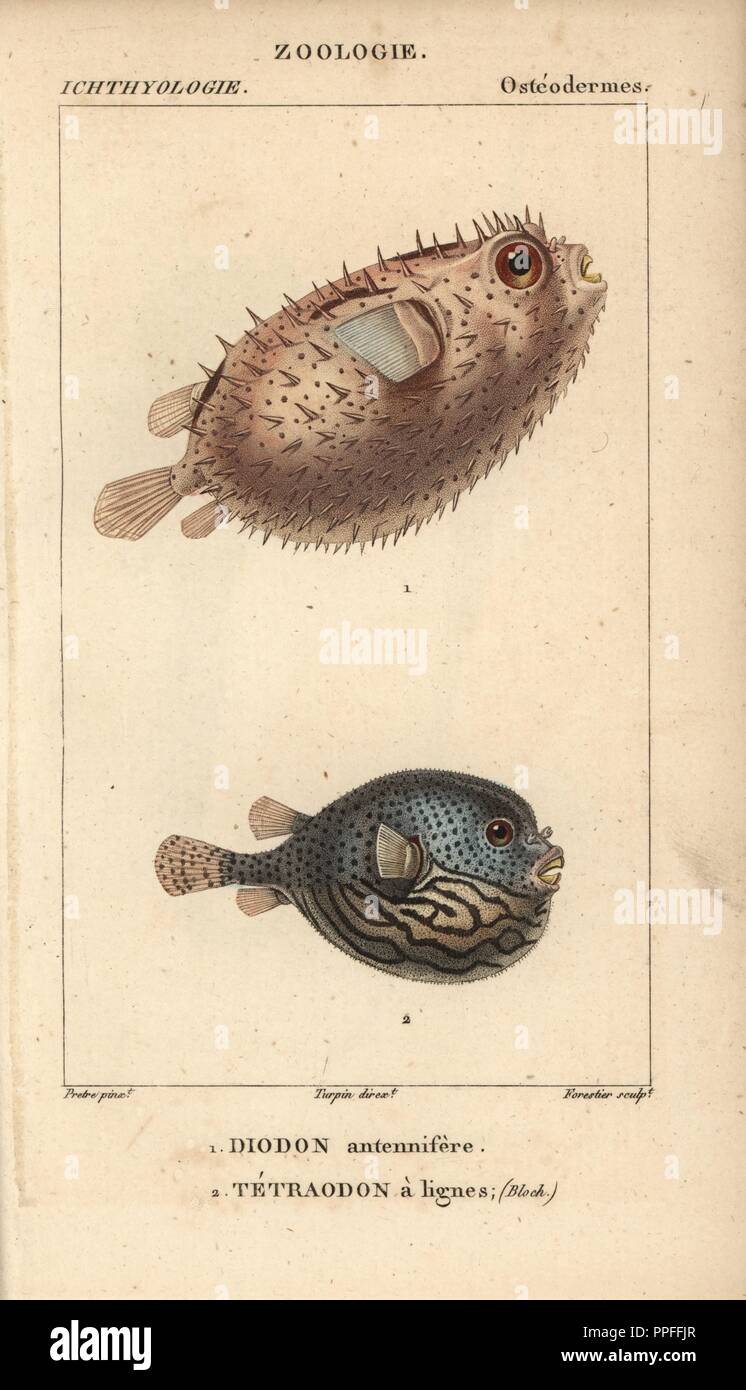Porcupinefish or spiny balloonfish, Diodon holocanthus, Diodon antennifere and pufferfish or globefish, Tetraodon a lignes, Tetraodon lineatus. Handcoloured copperplate stipple engraving from Jussieu's 'Dictionnaire des Sciences Naturelles' 1816-1830. The volumes on fish and reptiles were edited by Hippolyte Cloquet, natural historian and doctor of medicine. Illustration by J.G. Pretre, engraved by Forestier, directed by Turpin, and published by F. G. Levrault. Jean Gabriel Pretre (17801845) was painter of natural history at Empress Josephine's zoo and later became artist to the Museum of Nat Stock Photo