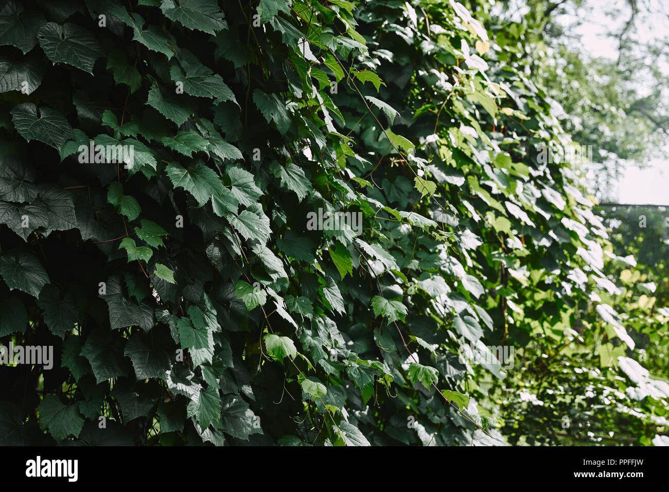Ivy on fence hi-res stock photography and images - Alamy