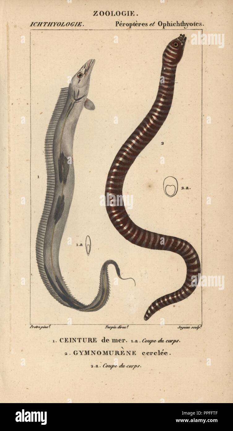 Largehead hairtail, ceinture de mer, Trichiurus lepturus, and zebra moray  eel, gymnomurene cerclee, Gymnomuraena zebra. Handcoloured copperplate  stipple engraving from Jussieu's 