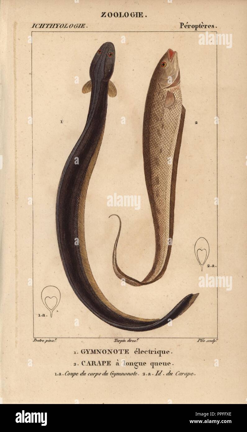Electric eel, gymnonote electrique, Electrophorus electricus, banded knifefish, carape a longue queue, Gymnotus carapo. Handcoloured copperplate stipple engraving from Jussieu's 'Dictionnaire des Sciences Naturelles' 1816-1830. The volumes on fish and reptiles were edited by Hippolyte Cloquet, natural historian and doctor of medicine. Illustration by J.G. Pretre, engraved by Plee, directed by Turpin, and published by F. G. Levrault. Jean Gabriel Pretre (17801845) was painter of natural history at Empress Josephine's zoo and later became artist to the Museum of Natural History. Stock Photo