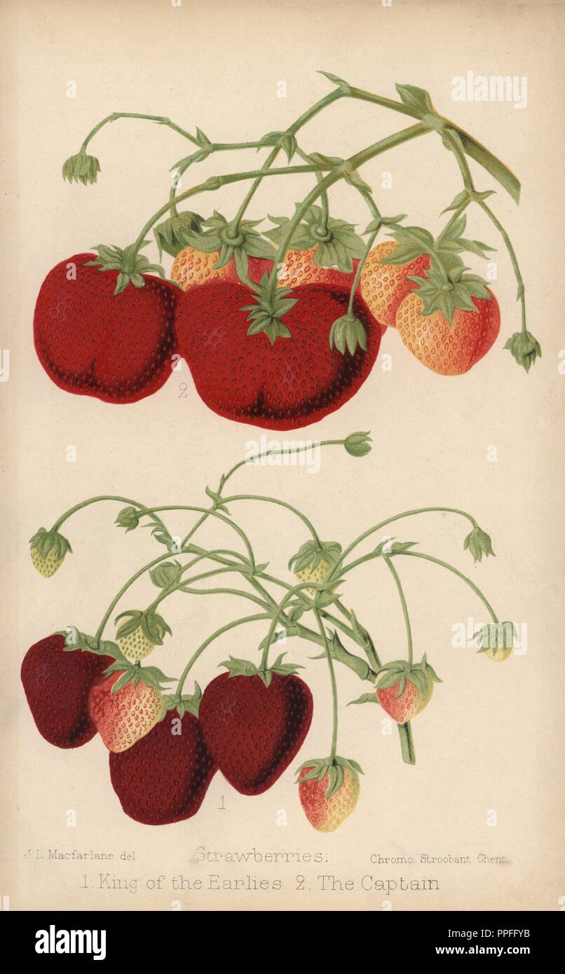 Strawberry varieties: King of the Earlies and the Captain, Fragaria × ananassa. Drawn by J. L. Macfarlane, chromolithographed by Stroobant, Ghent, from 'The Florist and Pomologist' Robert Hogg, London, published from 1878 to 1884. 251 hand-coloured and chromolithographic plates of fruit and flowers. Drawn by Walter Hood Fitch, Miss E. Regel, and J.L. Macfarlane, lithographed by G. Severeyns and Stroobant, Belgium. Stock Photo