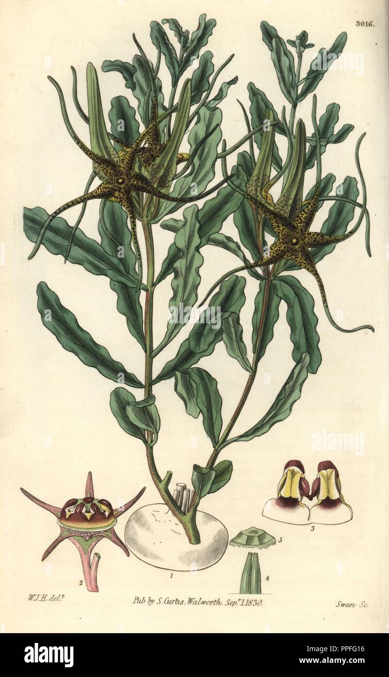 Waved-leaved brachystelma, Brachystelma crispum. Illustration drawn by William Jackson Hooker, engraved by Swan. Handcolored copperplate engraving from William Curtis's 'The Botanical Magazine,' Samuel Curtis, 1830. Hooker (1785-1865) was an English botanist, writer and artist. He was Regius Professor of Botany at Glasgow University, and editor of Curtis' 'Botanical Magazine' from 1827 to 1865. In 1841, he was appointed director of the Royal Botanic Gardens at Kew, and was succeeded by his son Joseph Dalton. Hooker documented the fern and orchid crazes that shook England in the mid-19th centur Stock Photo