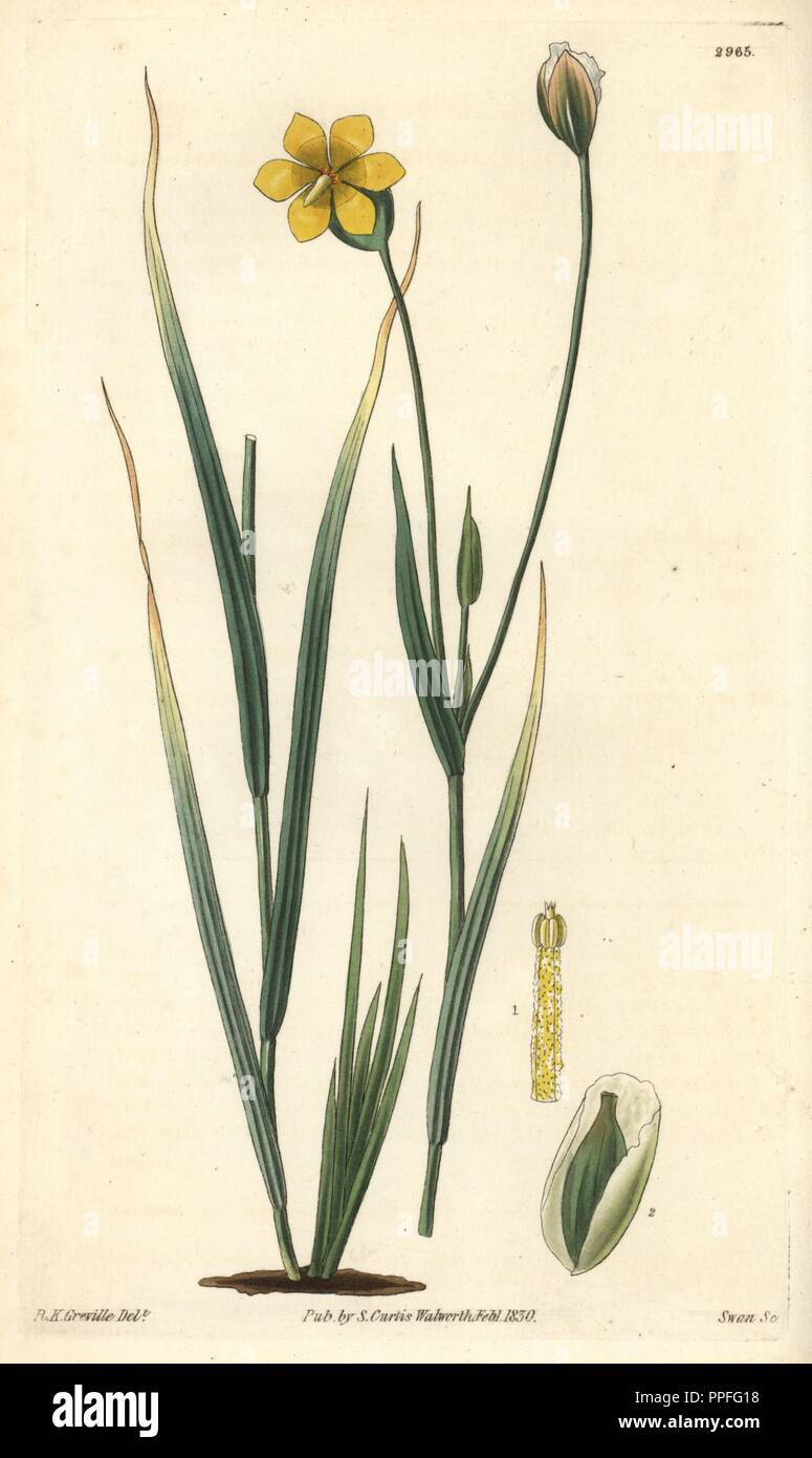 Long-stalked sisyrinchium, Solenomelus pedunculatus or Sisyrinchium pedunculatum. Illustration by R. K. Greville, engraved by Swan. Handcolored copperplate engraving from William Curtis's 'The Botanical Magazine,' Samuel Curtis, 1830. Hooker (1785-1865) was an English botanist, writer and artist. He was Regius Professor of Botany at Glasgow University, and editor of Curtis' 'Botanical Magazine' from 1827 to 1865. In 1841, he was appointed director of the Royal Botanic Gardens at Kew, and was succeeded by his son Joseph Dalton. Hooker documented the fern and orchid crazes that shook England in  Stock Photo