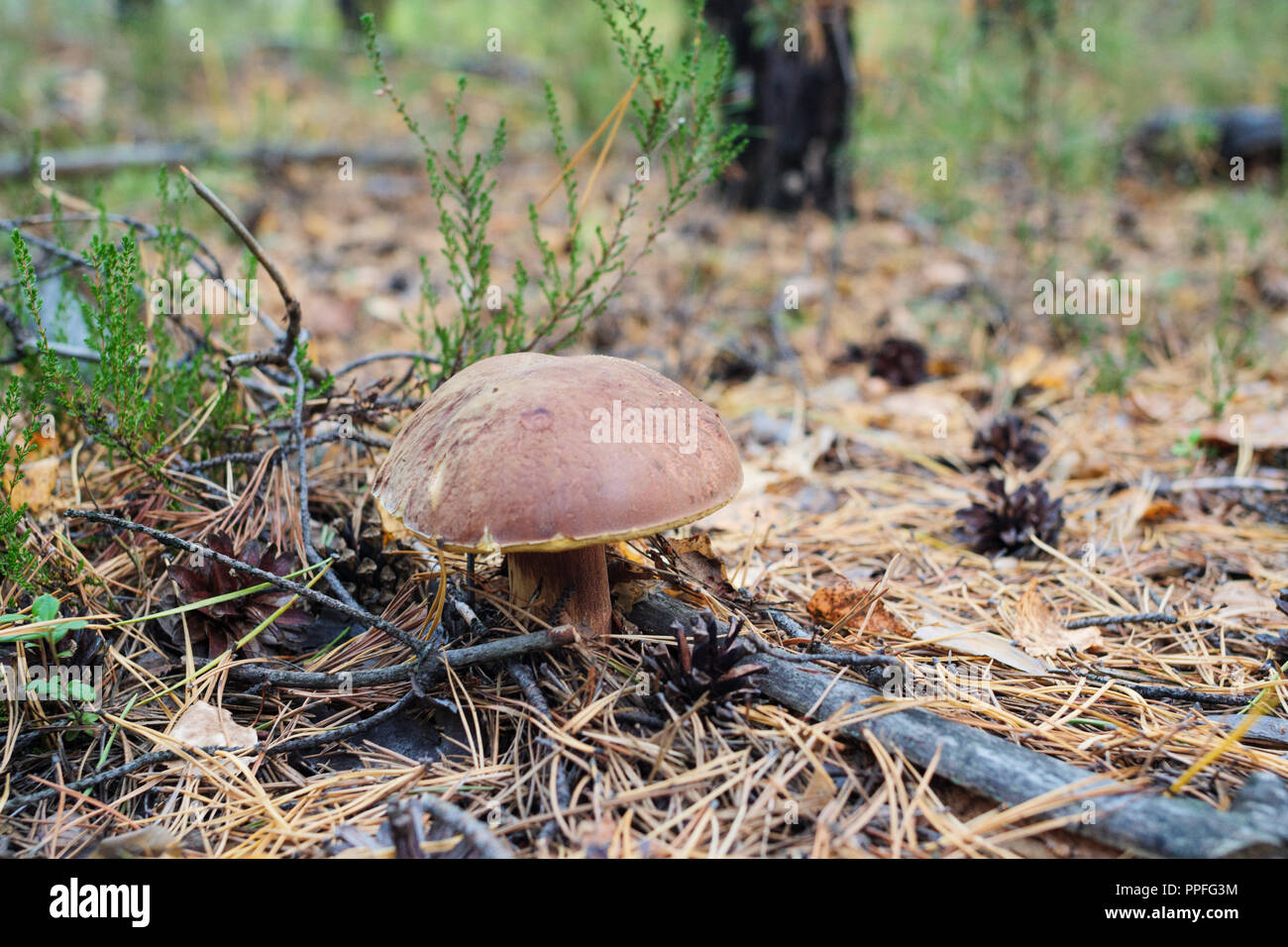 Cep. Mushroom in the forest Stock Photo - Alamy