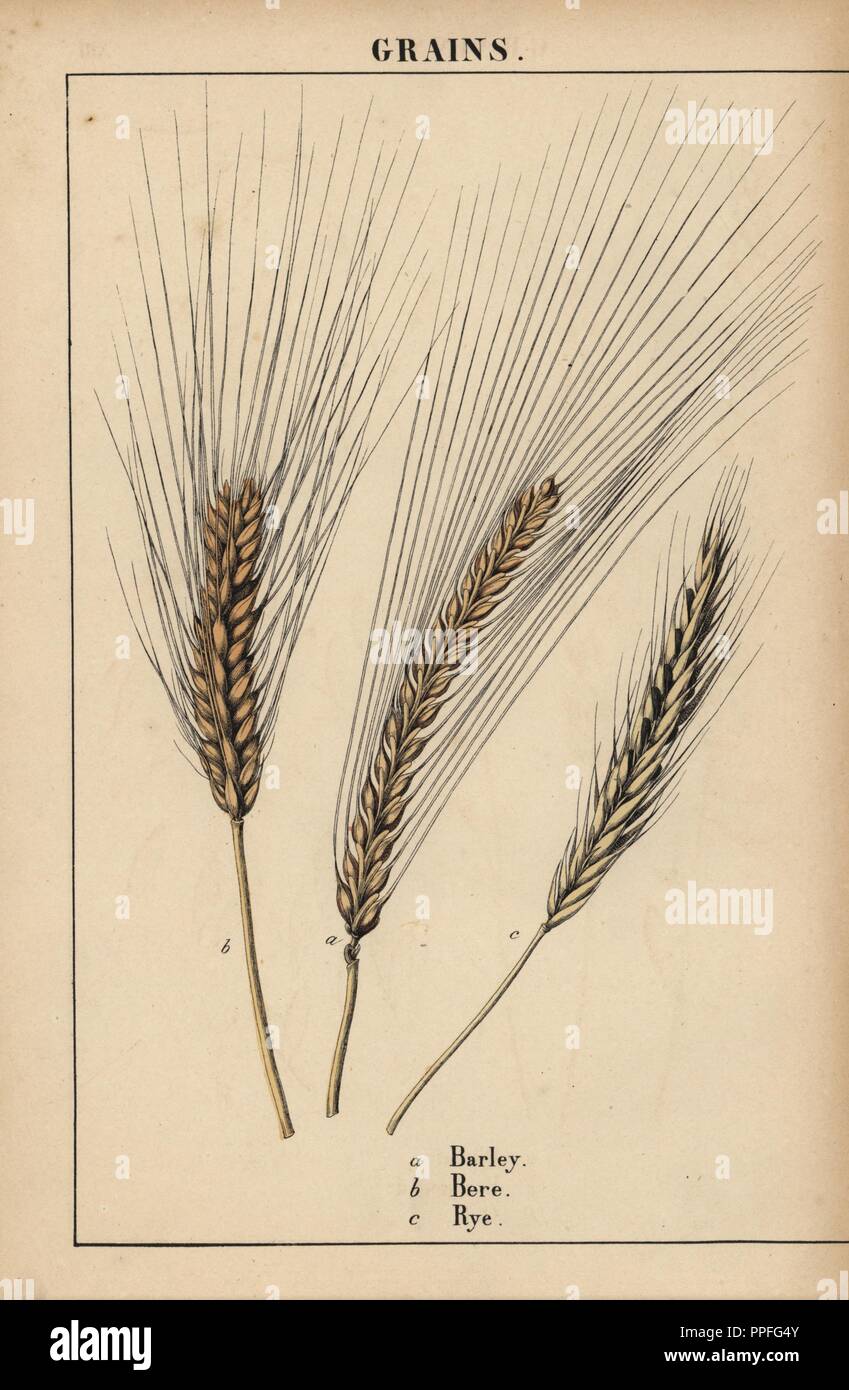 Barley, bere and rye grass. . Chromolithograph from 'The Instructive Picturebook, or Lessons from the Vegetable World,' [Charlotte Mary Yonge], Edinburgh, 1858. Stock Photo