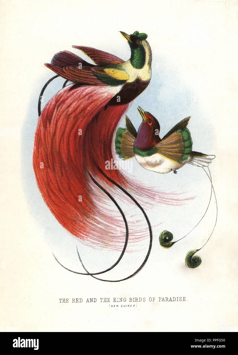 Red bird-of-paradise, Paradisaea rubra (near threatened), and king bird-of-paradise, Cicinnurus regius. Chromolithograph by unknown artist/engraver from Mary and Elizabeth Kirby's 'Beautiful Birds in Far-Off Lands,' T. Nelson, London, 1872. Mary Kirby (1817-1893) and Elizabeth Kirby (1823-1873) were two Victorian sisters who wrote many natural history books for children. Stock Photo