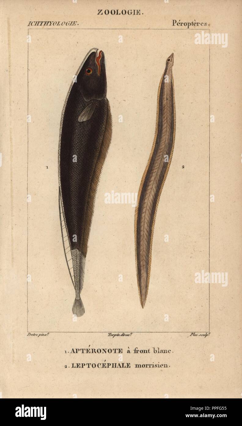 Black ghost, apteronote a front blanc, Apteronotus albifrons, and conger eel, leptocephale morrisien, Conger conger. Handcoloured copperplate stipple engraving from Jussieu's 'Dictionnaire des Sciences Naturelles' 1816-1830. The volumes on fish and reptiles were edited by Hippolyte Cloquet, natural historian and doctor of medicine. Illustration by J.G. Pretre, engraved by Plee, directed by Turpin, and published by F. G. Levrault. Jean Gabriel Pretre (17801845) was painter of natural history at Empress Josephine's zoo and later became artist to the Museum of Natural History. Stock Photo