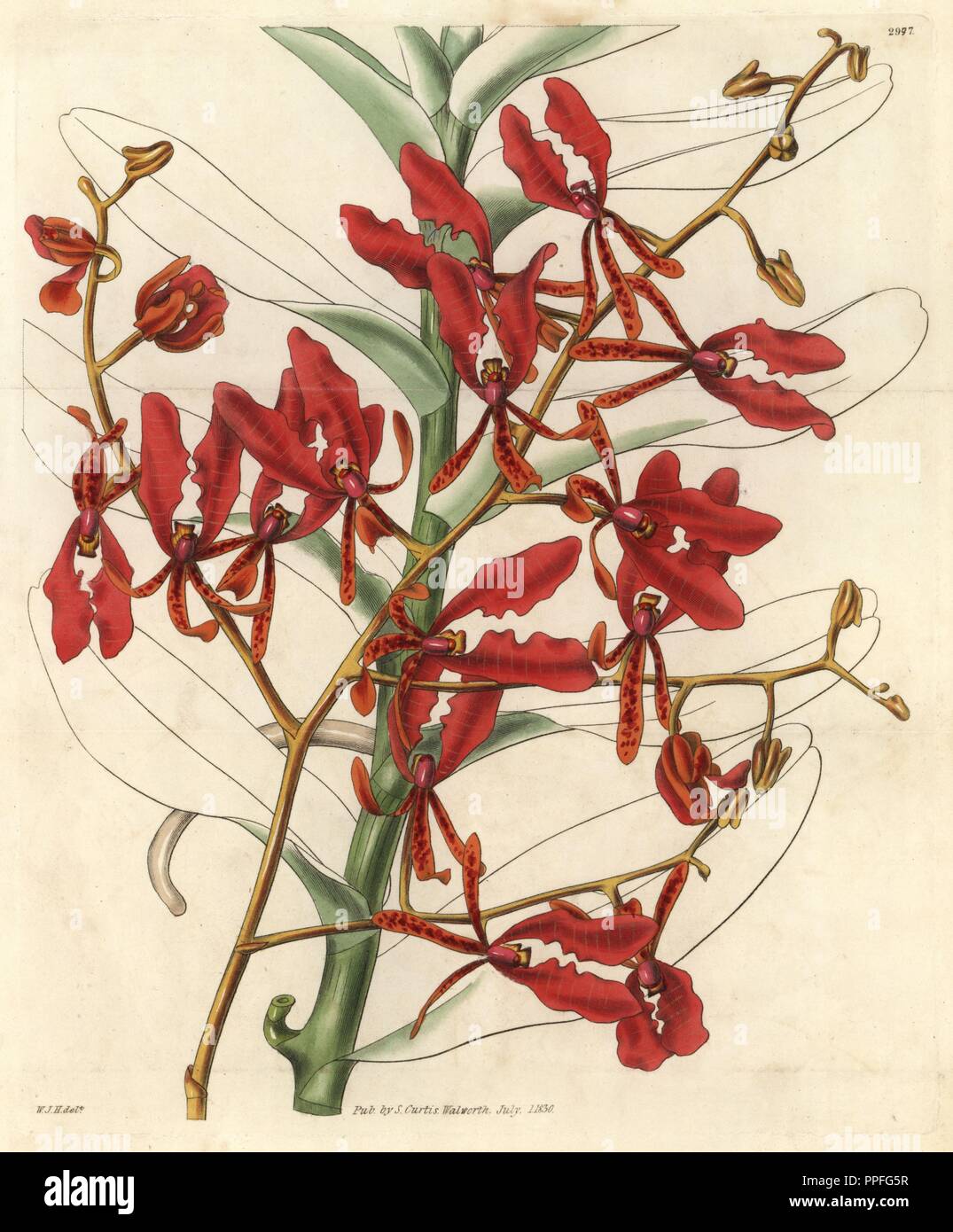 Scarlet renanthera orchid, Renanthera coccinea. Illustration drawn by William Jackson Hooker, engraved by Swan. Handcolored copperplate engraving from William Curtis's 'The Botanical Magazine,' Samuel Curtis, 1830. Hooker (1785-1865) was an English botanist, writer and artist. He was Regius Professor of Botany at Glasgow University, and editor of Curtis' 'Botanical Magazine' from 1827 to 1865. In 1841, he was appointed director of the Royal Botanic Gardens at Kew, and was succeeded by his son Joseph Dalton. Hooker documented the fern and orchid crazes that shook England in the mid-19th century Stock Photo