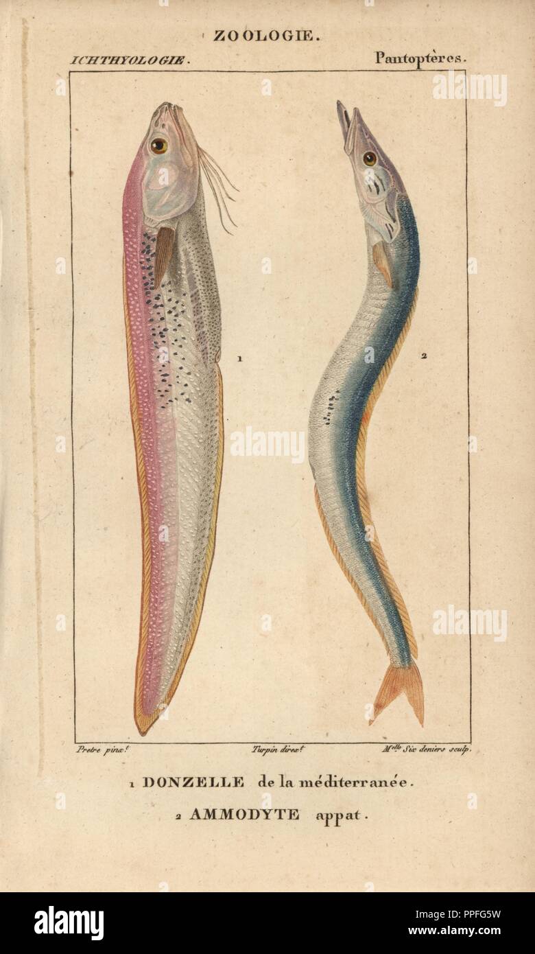 Snake blenny, donzelle de la mediterranee, Ophidion barbatum, and sandeel, ammodyte appat, Ammodytes tobianus. Handcoloured copperplate stipple engraving from Jussieu's 'Dictionnaire des Sciences Naturelles' 1816-1830. The volumes on fish and reptiles were edited by Hippolyte Cloquet, natural historian and doctor of medicine. Illustration by J.G. Pretre, engraved by Miss Sixdeniers, directed by Turpin, and published by F. G. Levrault. Jean Gabriel Pretre (17801845) was painter of natural history at Empress Josephine's zoo and later became artist to the Museum of Natural History. Stock Photo