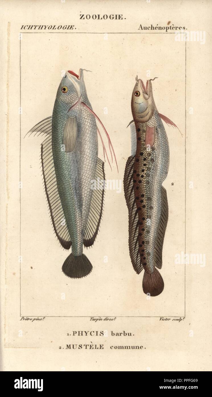 Forkbeard, Phycis phycis, Phycis barbu, and fivebeard rockling, Mustele commune, Ciliata mustela. Handcoloured copperplate stipple engraving from Jussieu's 'Dictionnaire des Sciences Naturelles' 1816-1830. The volumes on fish and reptiles were edited by Hippolyte Cloquet, natural historian and doctor of medicine. Illustration by J.G. Pretre, engraved by Victor, directed by Turpin, and published by F. G. Levrault. Jean Gabriel Pretre (17801845) was painter of natural history at Empress Josephine's zoo and later became artist to the Museum of Natural History. Stock Photo