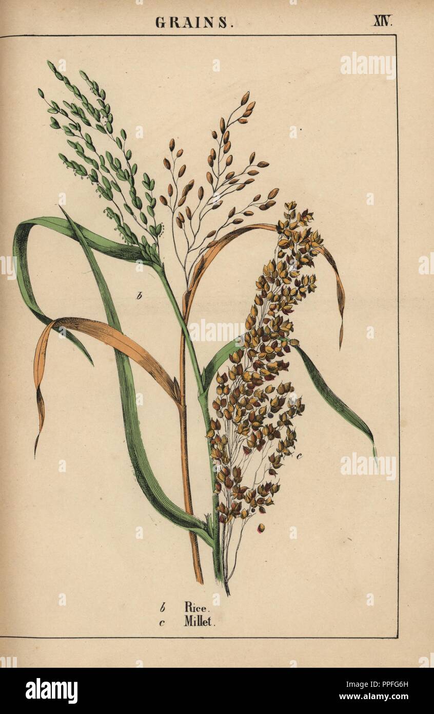 Rice and millet. . Chromolithograph from 'The Instructive Picturebook, or Lessons from the Vegetable World,' [Charlotte Mary Yonge], Edinburgh, 1858. Stock Photo